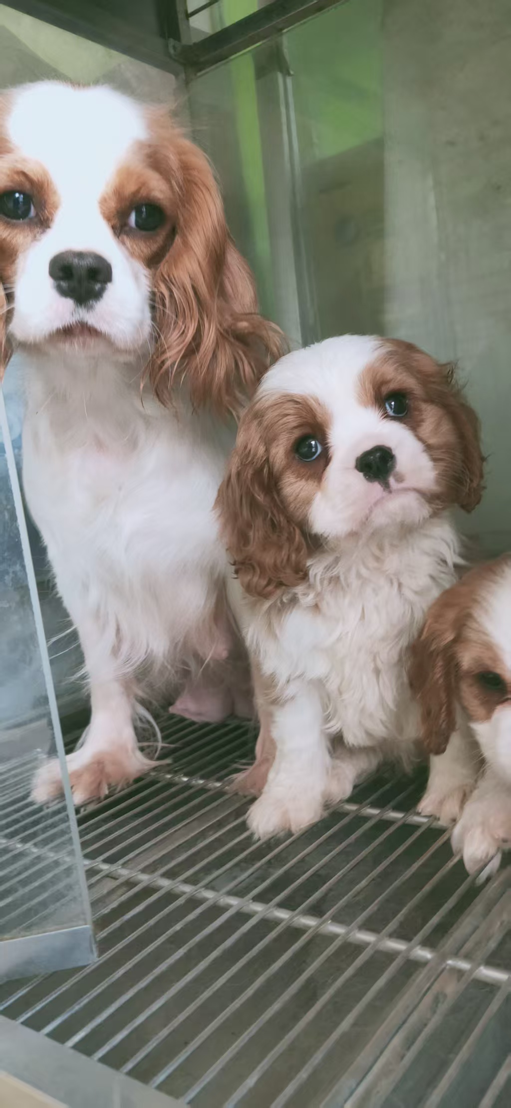 精品骑士查理王小猎犬